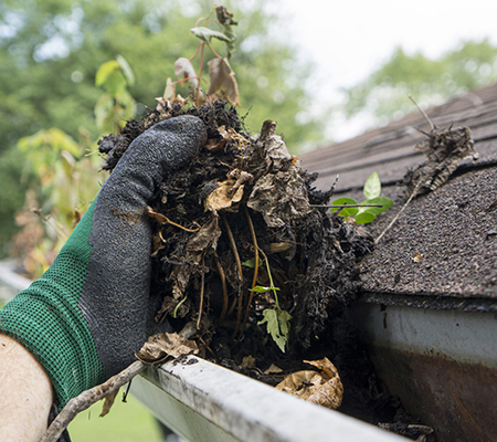 How to Deter Birds, Rodents, and Insects from Nesting in Gutters